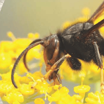 La vespa velutina, què cal saber?