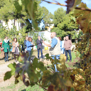 Visita guiada i tast_ Aiguadolç, marges i malvasia