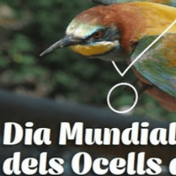 Celebració. Dia Mundial dels ocells als Aiguamolls de Rufea. Ruta guiada als Aiguamolls amb visita a l'anellament d'ocells.