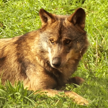 Ruta guiada: el lobo y su entorno