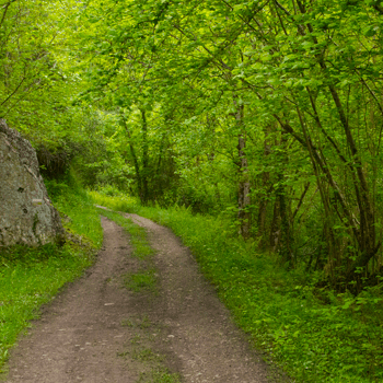 Ruta guiada: el lobo y su entorno