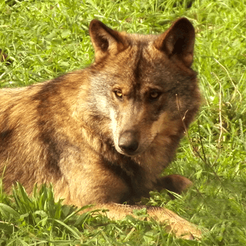 Del 22 al 30 de JUNIO 2022: Ruta guiada: el lobo y su entorno