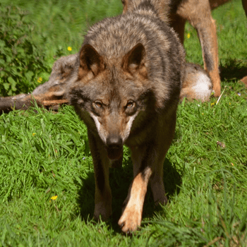 Del 22 al 30 de JUNIO 2022: Ruta guiada: el lobo y su entorno