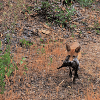 Seguim el rastre dels animals!