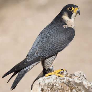 Biologia i identificació dels rapinyaires diürns