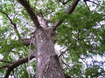 Dalt de l'arbre i El musical