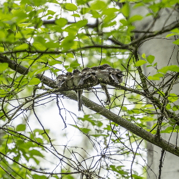 Censos de fauna als espais renaturalitzats de Lleida: La Seu Vella - Ecoactivitats 2025