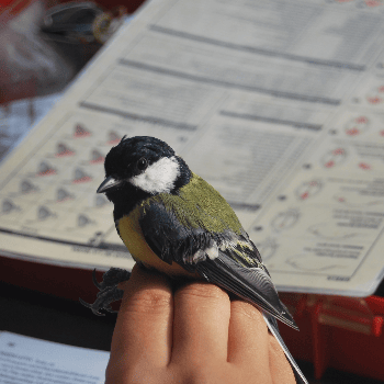 + Biodiversitat. Anellament d'ocells a Parc de la Mitjana -Ecoactivitats 2025