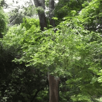 Els arbres de Montjuïc i la seva historia