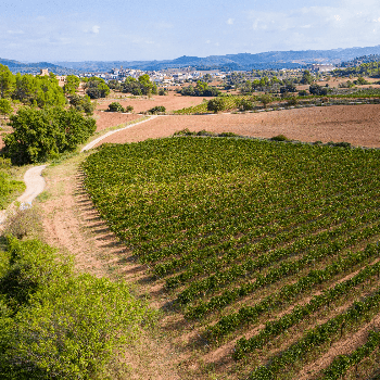 Un tast de paisatge per la DO Pla de Bages