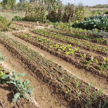 Hort d'autoconsum- Ecoactivitats 2026