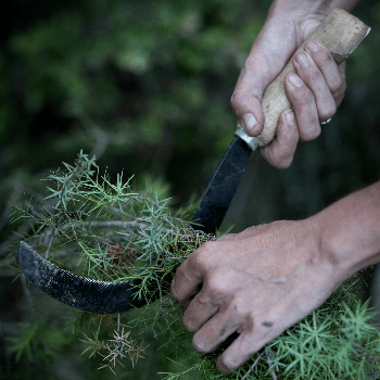 Taller de destil·lació de plantes medicinals en alambí de coure i introducció a l'aromateràpia clínica