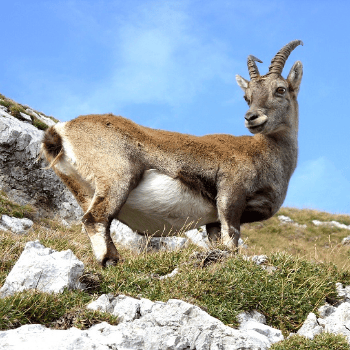 Sortida geològica al Coll de Can Maçana (Montserrat): Barrancs que desemboquen al mar