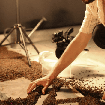 Teatre professional: Com es moren els ocells