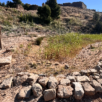 Ecodescoberta. Les basses naturalitzades. - Ecoactivitats 2026