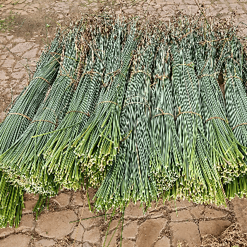 Plantes que podem teixir