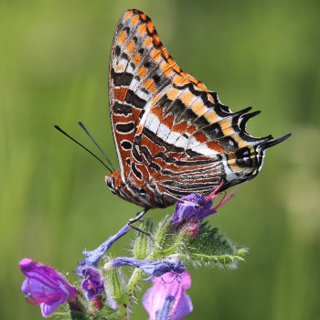 Iniciació a la fotografia de natura (Sessió teòrica)