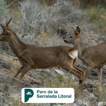Detectius del Parc! Seguint el rastre dels animals!