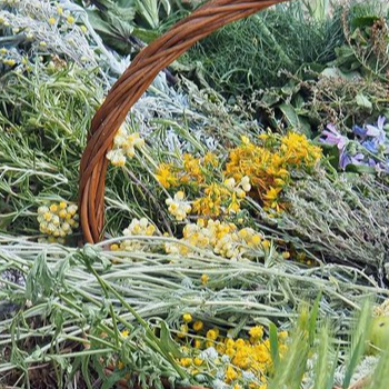 Plantes silvestres comestibles