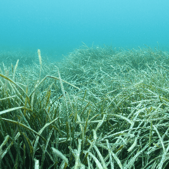 Cicle Està passant a les Illes Medes: Un viatge pels prats submarins de posidònia oceànica
