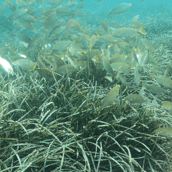 Cicle Està passant a les Illes Medes: Un viatge pels prats submarins de posidònia oceànica