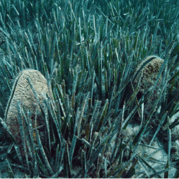 Cicle Està passant a les Illes Medes: Un viatge pels prats submarins de posidònia oceànica