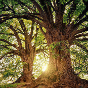 Mindfulness a l’aire lliure