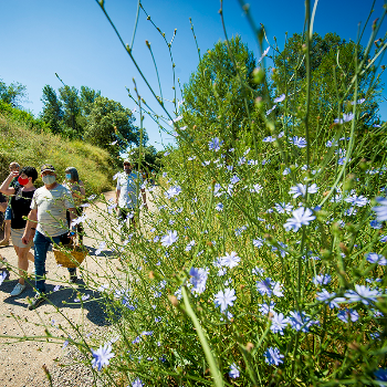 Herbes remeieres del territori: reconeixement i usos tradicionals