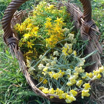 Herbes remeieres del territori: taller d’elaboració de ratafia