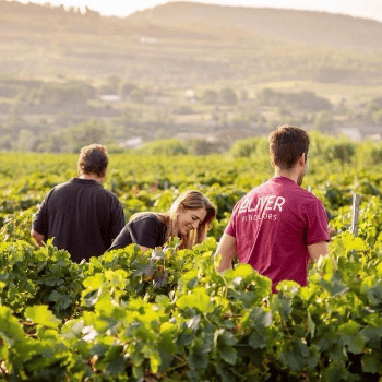 Tast Vertical a Oliver Viticultors · Cava Gemma Gran Reserva amb maridatges de Caram Caram