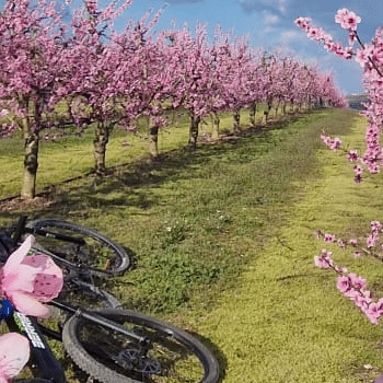 RUTES EN BICICLETA  · PEDALANT ENTRE FRUITERS