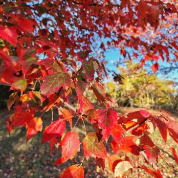 Ecodescoberta. La tardor a l'Arborètum- Ecoactivitats 2026