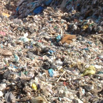 Ecodescoberta. On van a parar els nostres residus? - Ecoactivitats 2026